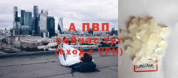 хмурый Аркадак